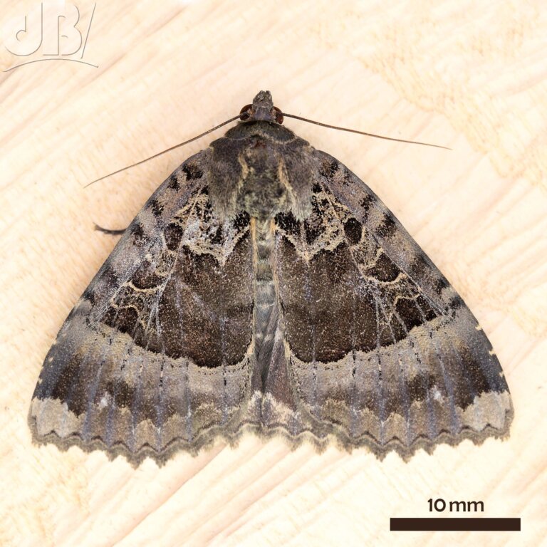 Old Lady moth (<em>Mormo maura</em>)