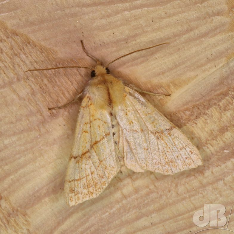 Orange Sallow (<em>Tiliacea citrago</em>)