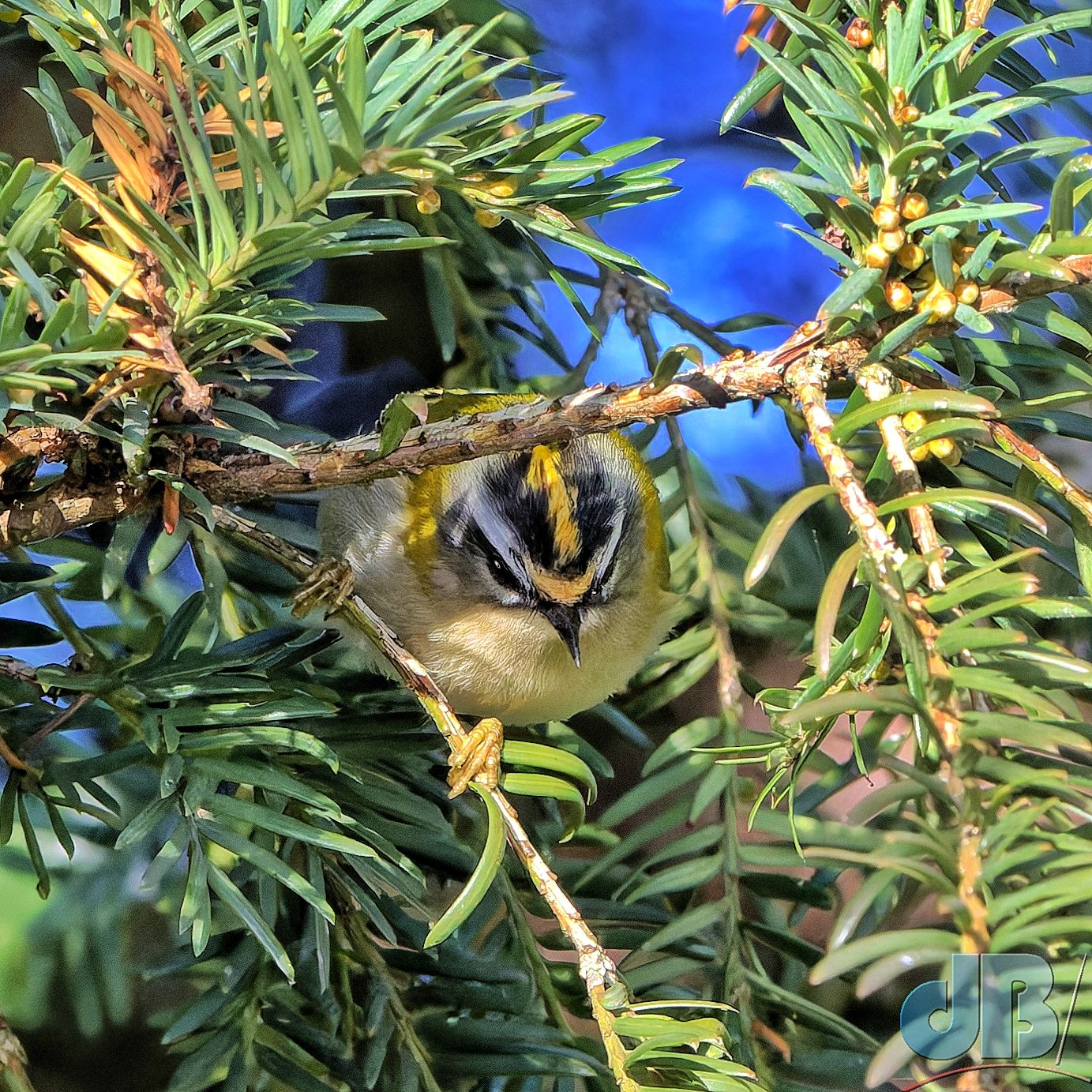 Firecrest (<em>Regulus ignicapilla</em>)