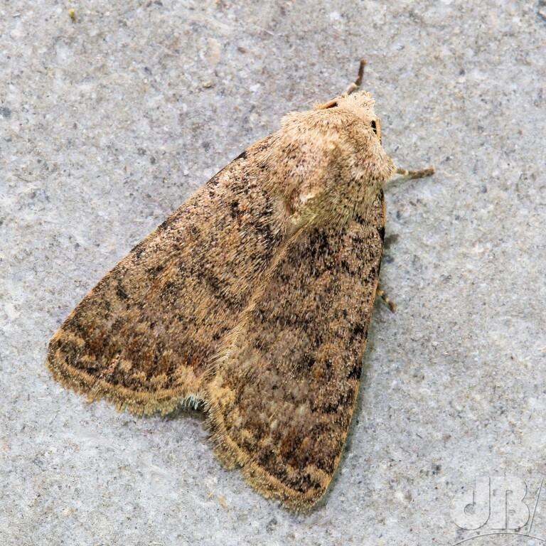 Pale Mottled Willow (<em>Caradrina clavipalpis</em>)