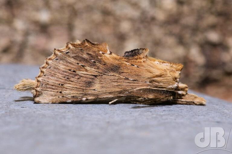 Pale Prominent (<em>Pterostoma palpina</em>)