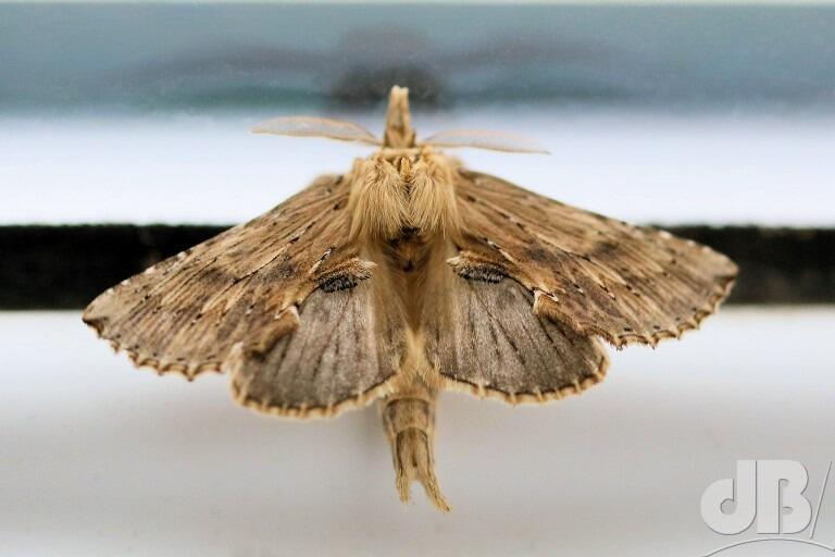 Pale Prominent (<em>Pterostoma palpina</em>)