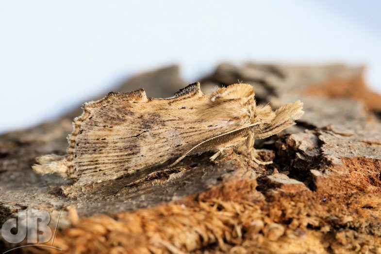 Pale Prominent (<em>Pterostoma palpina</em>)