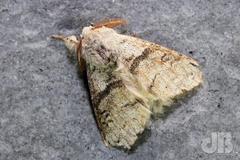 Pale Tussock (<em>Calliteara pudibunda</em>)