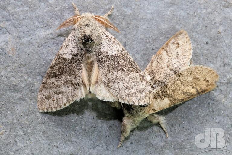 Pale Tussock (<em>Calliteara pudibunda</em>)