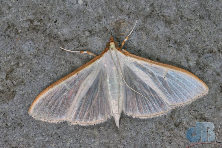 Olive-tree Pearl (<em>Palpita vitrealis</em>)