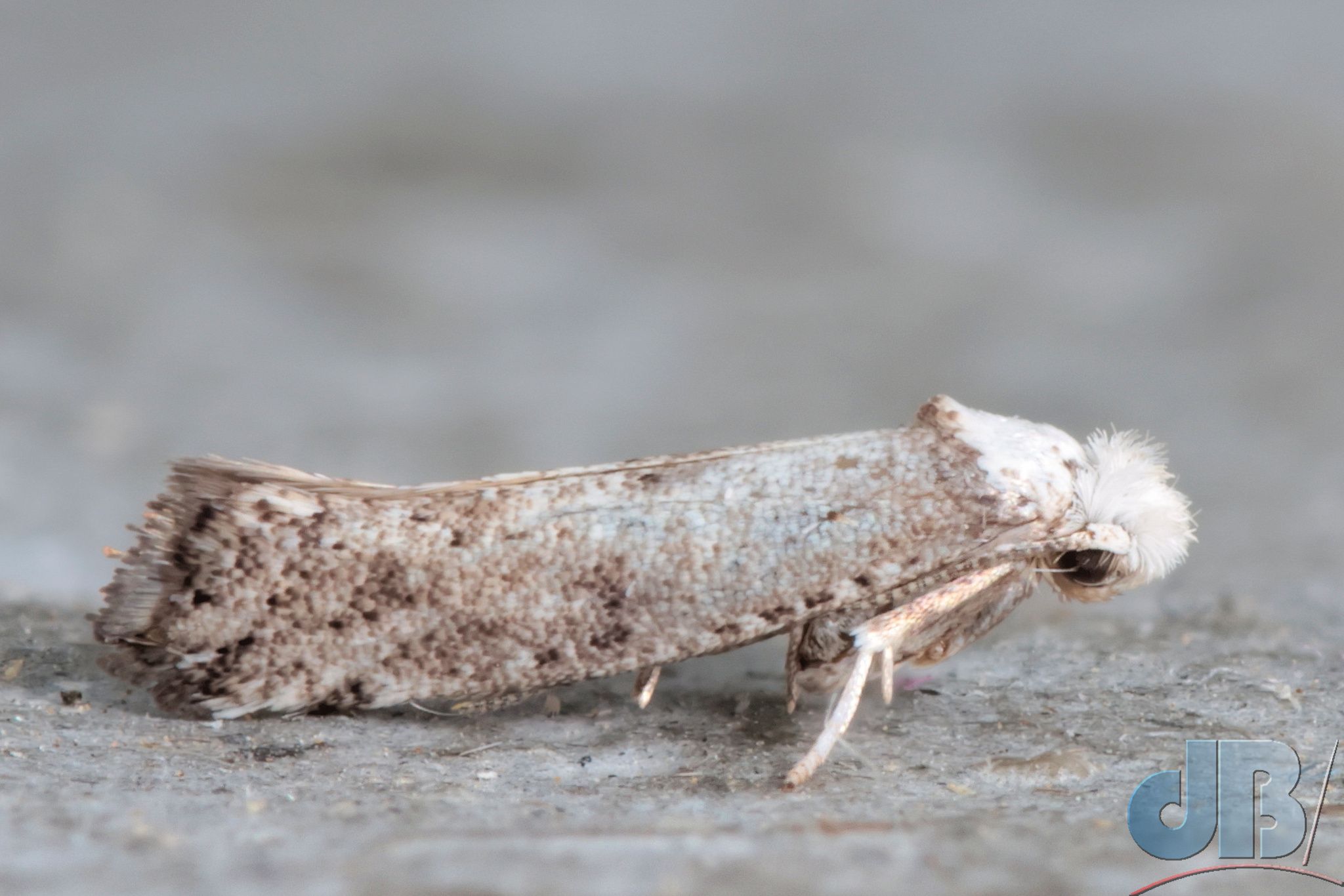 White-headed Drab (<em>Paraswammerdamia albicapitella</em>)