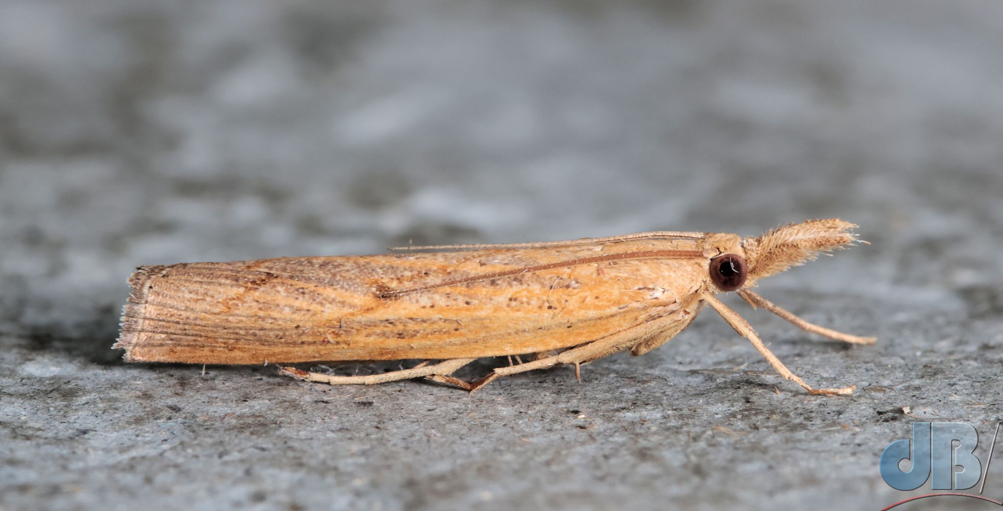 Rolled Grass-moth (<em>Pediasia contaminella</em>)