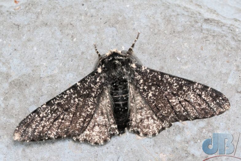 Peppered Moth (<em>Biston betularia</em>) ab insularia