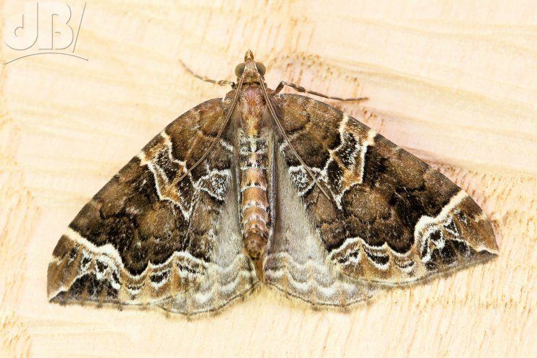 The Phoenix (<em>Eulithis prunata</em>)