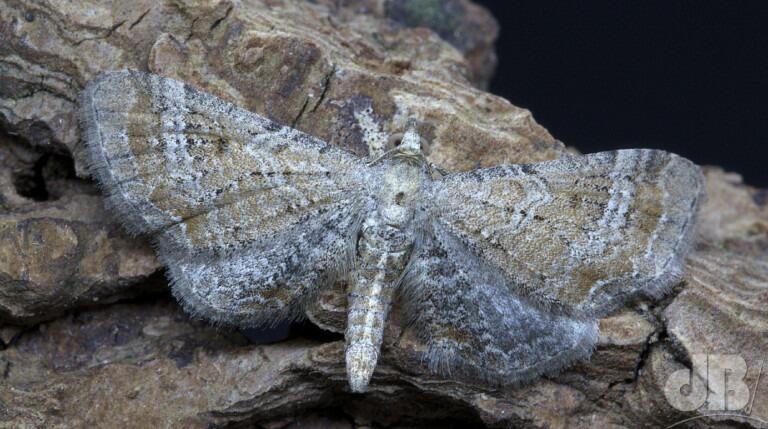 Plain Pug (<em>Eupithecia simpliciata</em>)