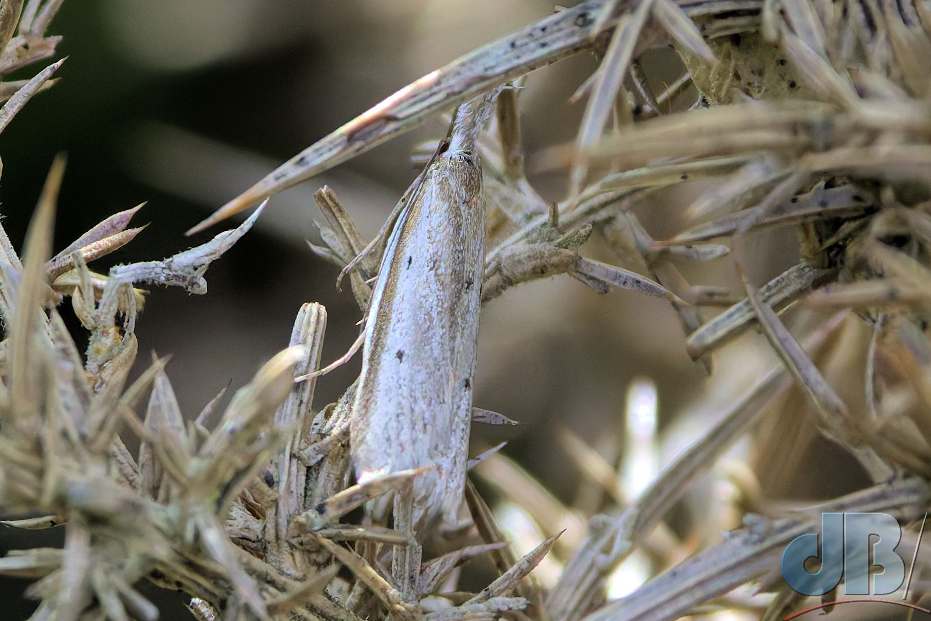 Light Streak (<em>Pleurota bicostella </em>)