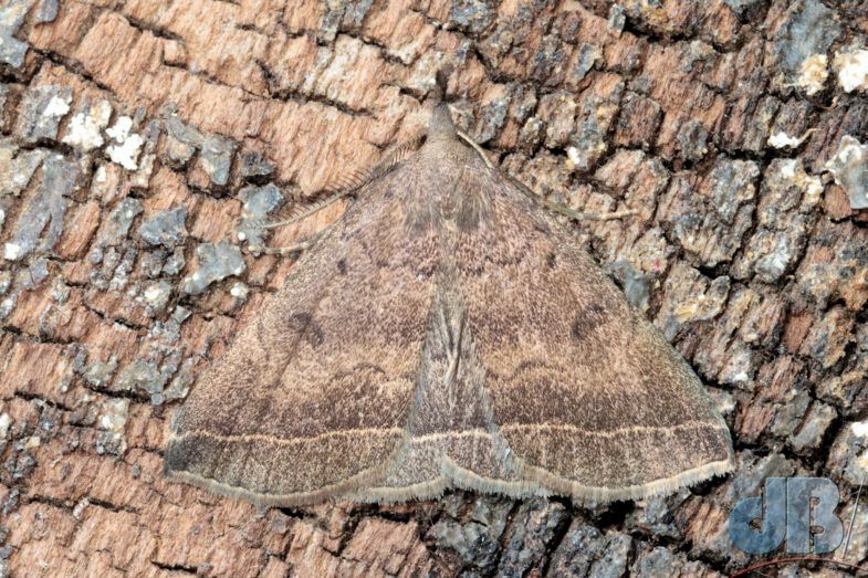 Plumed Fan-foot (<em>Pechipogo plumigeralis</em>)