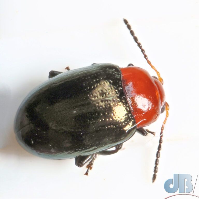 Mallow Flea Beetle (<em>Podagrica fuscipes</em>)