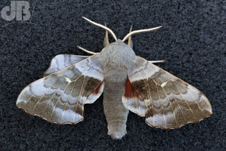 Poplar Hawk-moth (<em>Laothoe populi</em>)