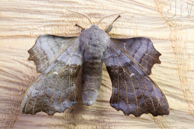 Poplar Hawk-moth (<em>Laothoe populi</em>)