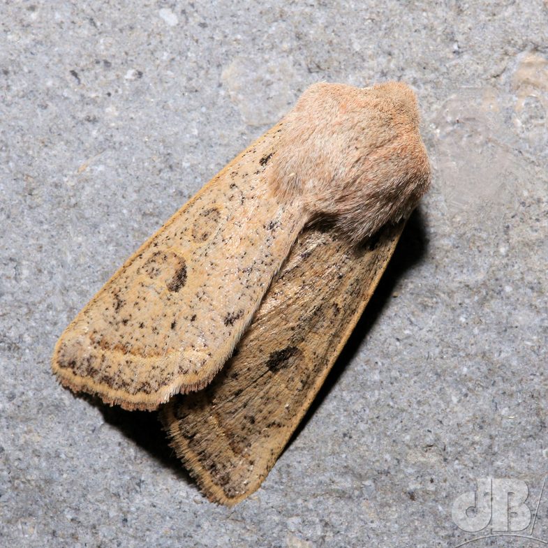 Powdered Quaker (<em>Orthosia gracilis</em>)