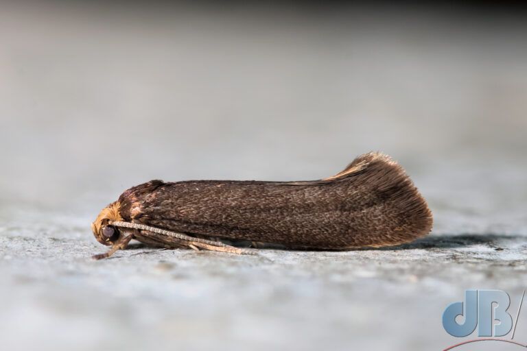Dark Ash Bud Moth (<em>Prays ruficeps</em>)