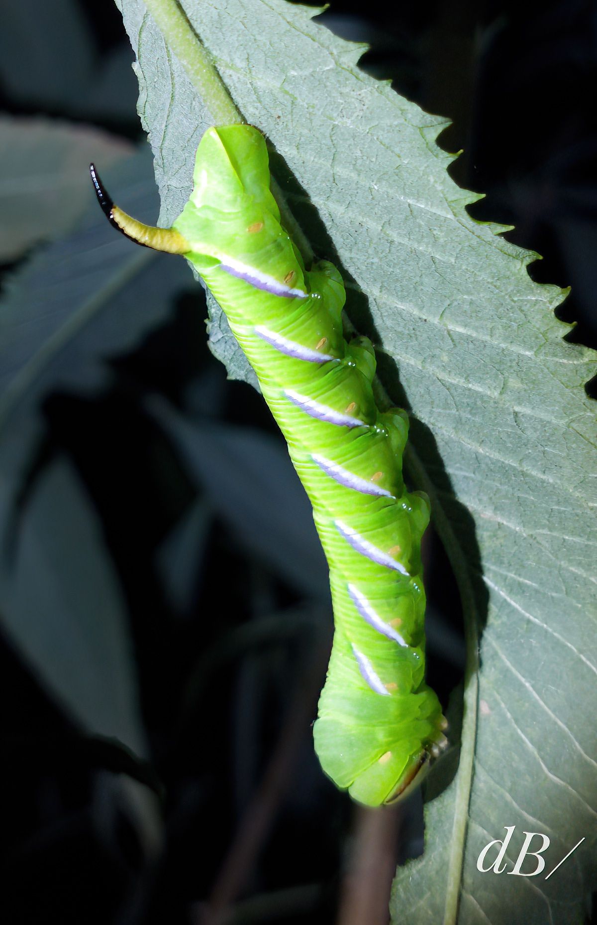 Privet Hawk-moth larva (<em>Sphinx ligustri</em>)