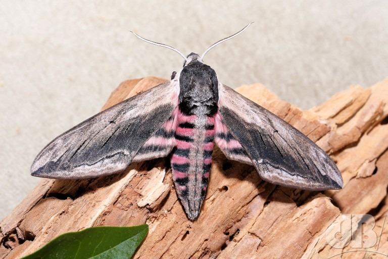 Privet Hawk-moth (<em>Sphinx ligustri</em>)