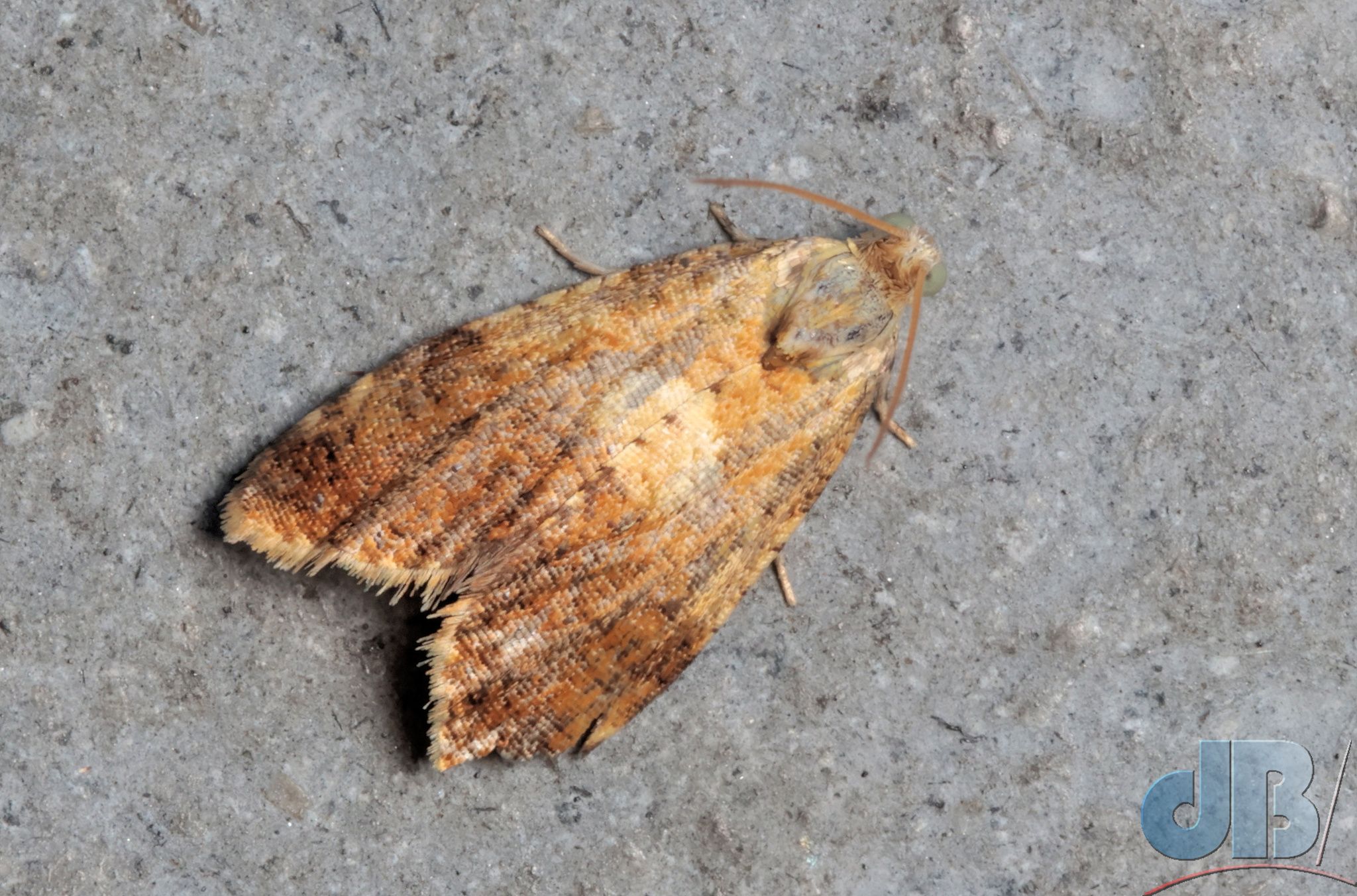 Yellow-spotted Tortrix (<em>Pseudargyrotoza conwagana</em>)