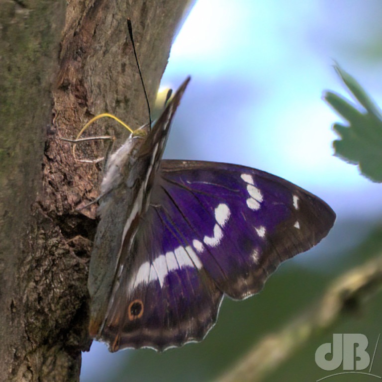 Purple Emperor (<em>Apatura iris</em>)