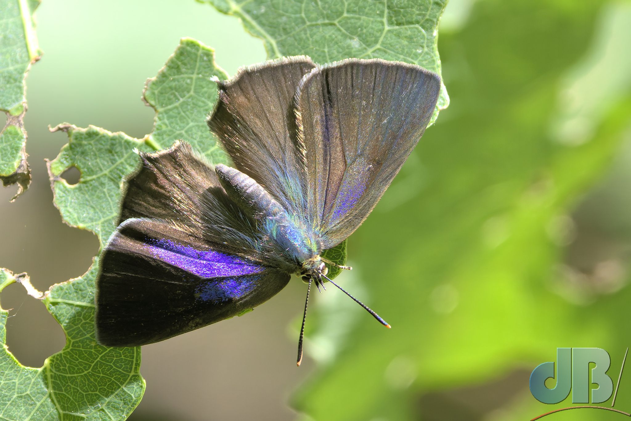 Female Purple Hairstreak (<em>Neozephyrus quercus</em>)