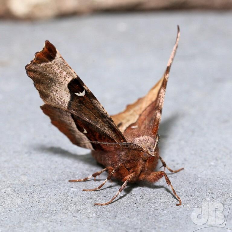 Purple Thorn (<em>Selenia tetralunaria</em>)