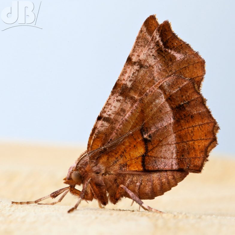 Early Thorn (<em>Selenia dentaria</em>)