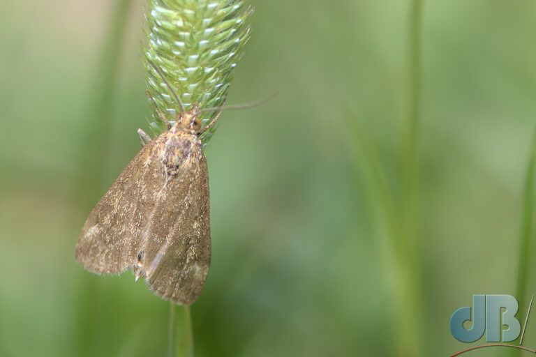 Straw-barred Pearl (<em>Pyrausta despicata</em>)
