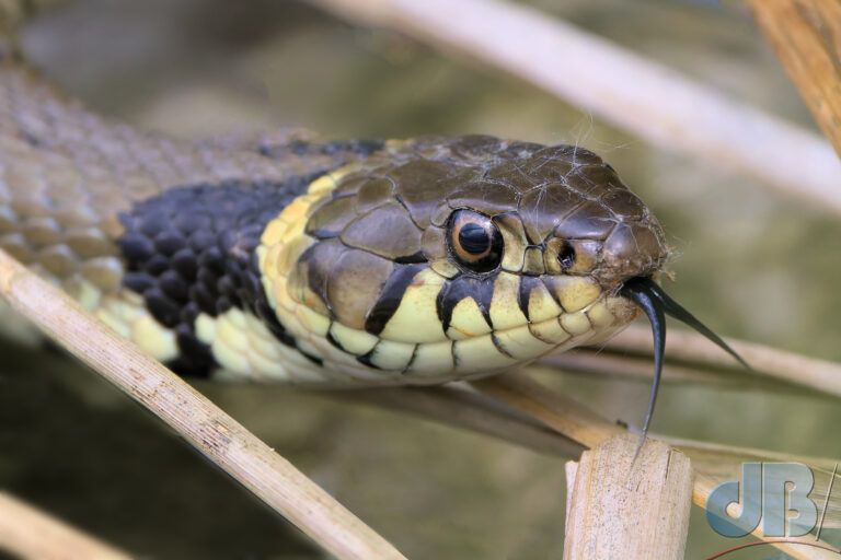 Grass Snake (<em>Natrix natrix</em>)