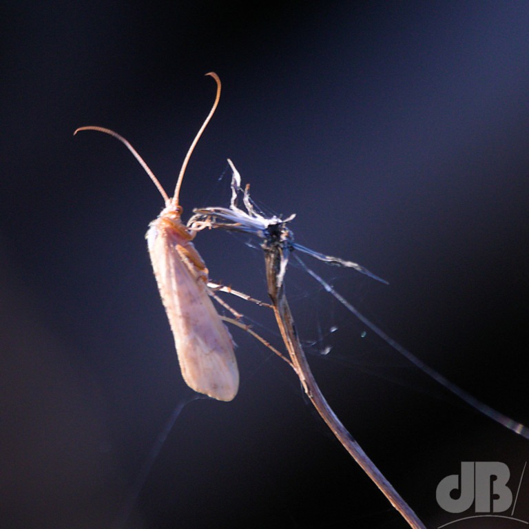 Caddisfly (<em>Limnephilus flavicornis</em>)