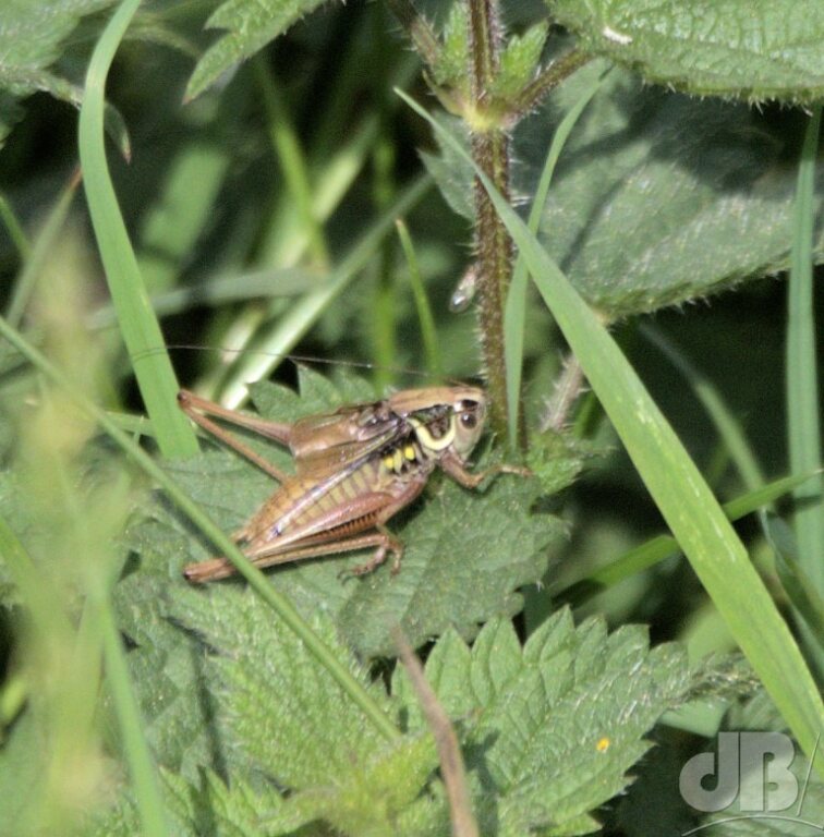 Roesel's Bush-cricket (<em>Roeseliana roeselii</em>)