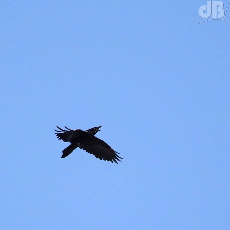 Common Raven, (<em>Corvus corax</em>)