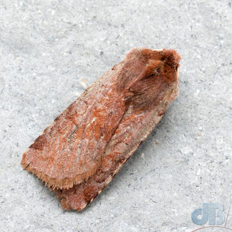 Red Chestnut (<em>Cerastis rubricosa</em>)