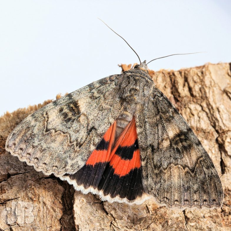 Red Underwing (<em>Catocala nupta</em>)