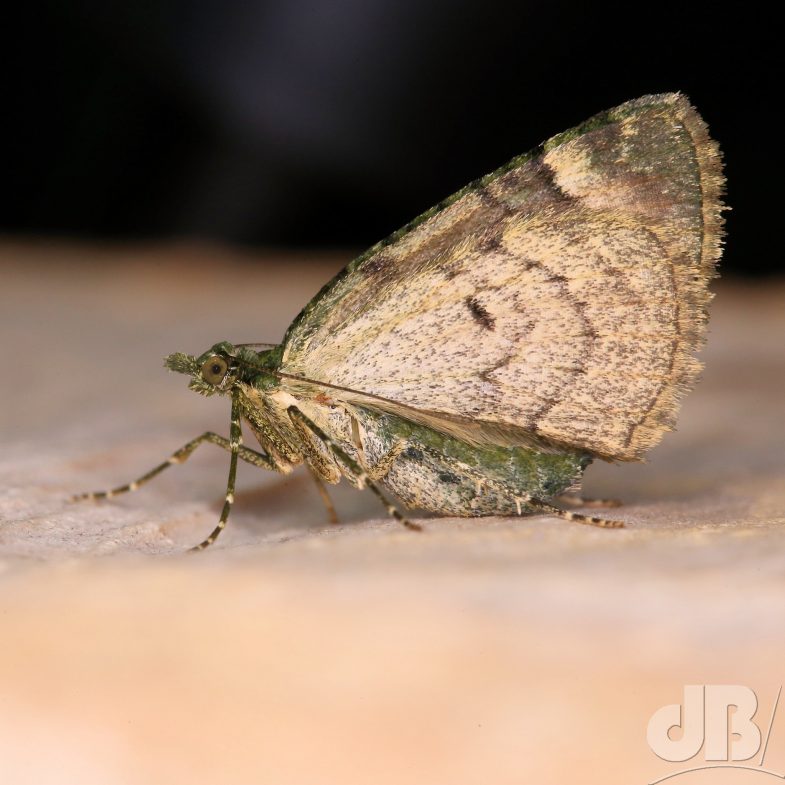 Red-green Carpet (<em>Chloroclysta siterata</em>)