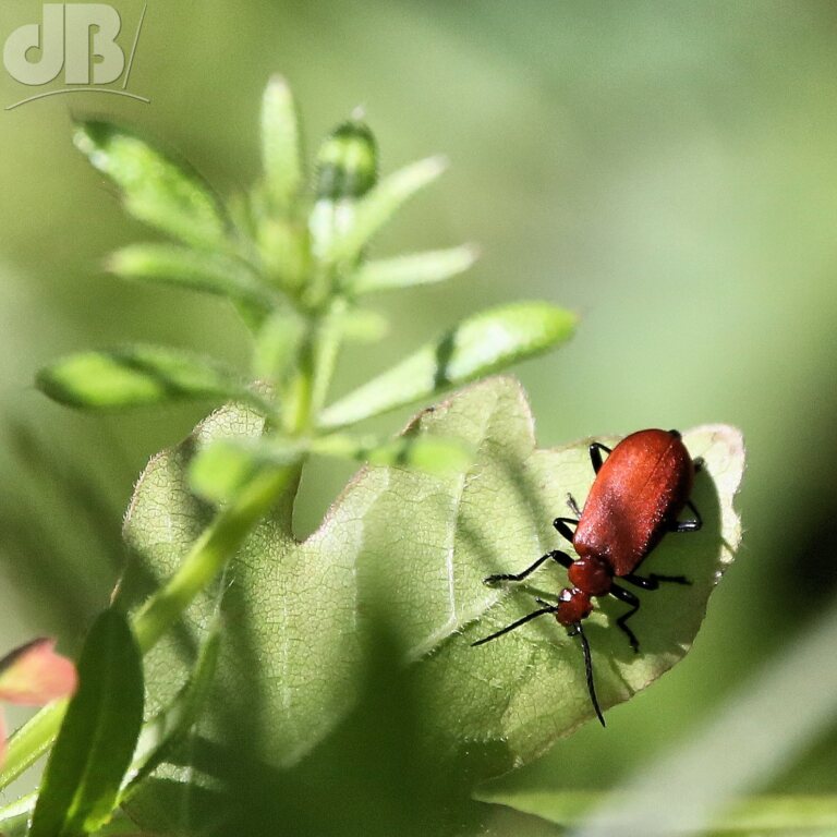 Red-headed Cardinal Beetle (<em>Pyrochroa serraticornis</em>)