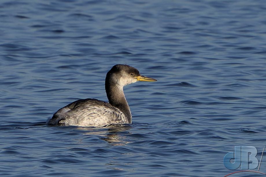 Red-necked Grebe (<em>Podiceps grisegena</em>)
