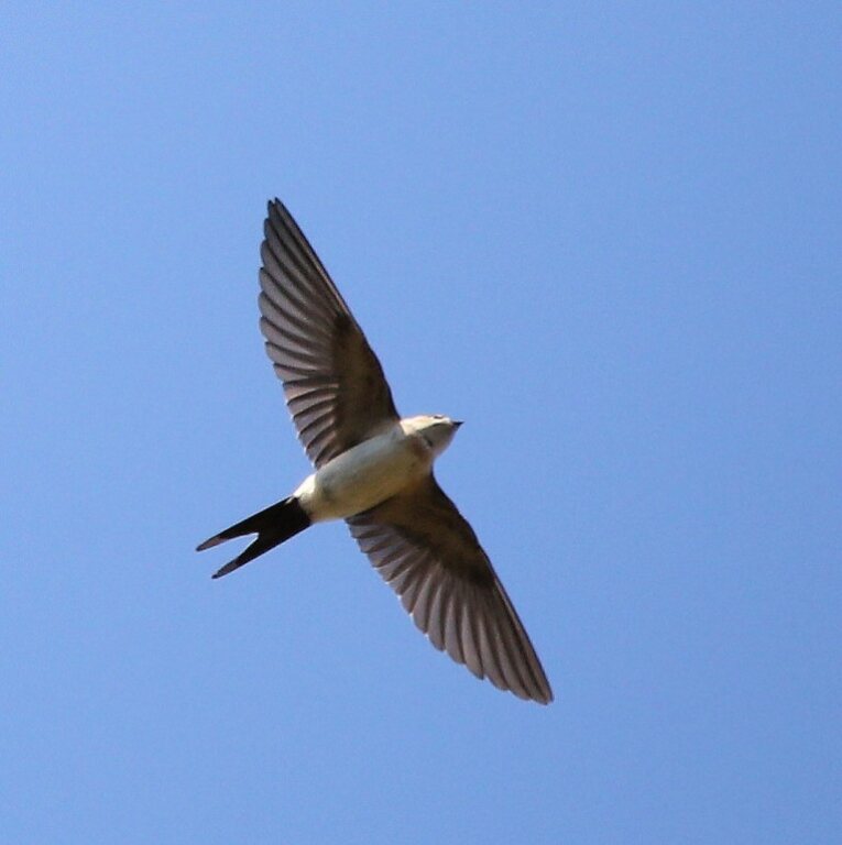 Red-rumped Swallow (<em>Cecropis daurica</em>)