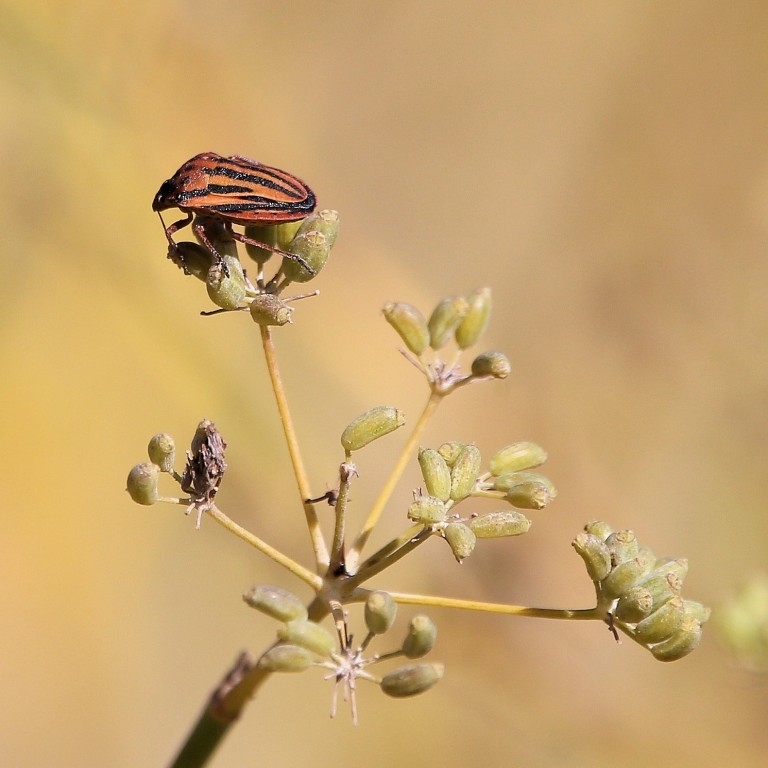Striped Shieldbug (<em>Graphosoma lineatum</em>)