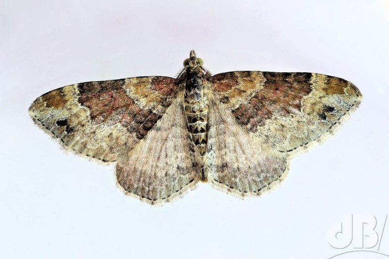 Red Twin-spot Carpet (<em>Xanthorhoe spadicearia</em>)