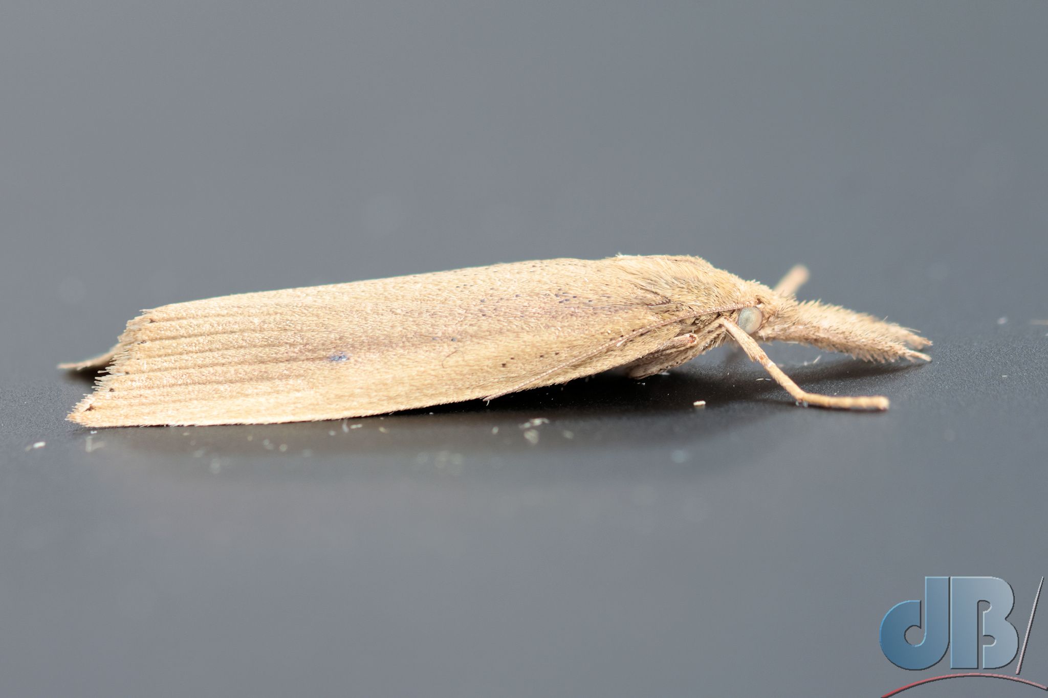 Reed Veneer (<em>Chilo phragmitella</em>)