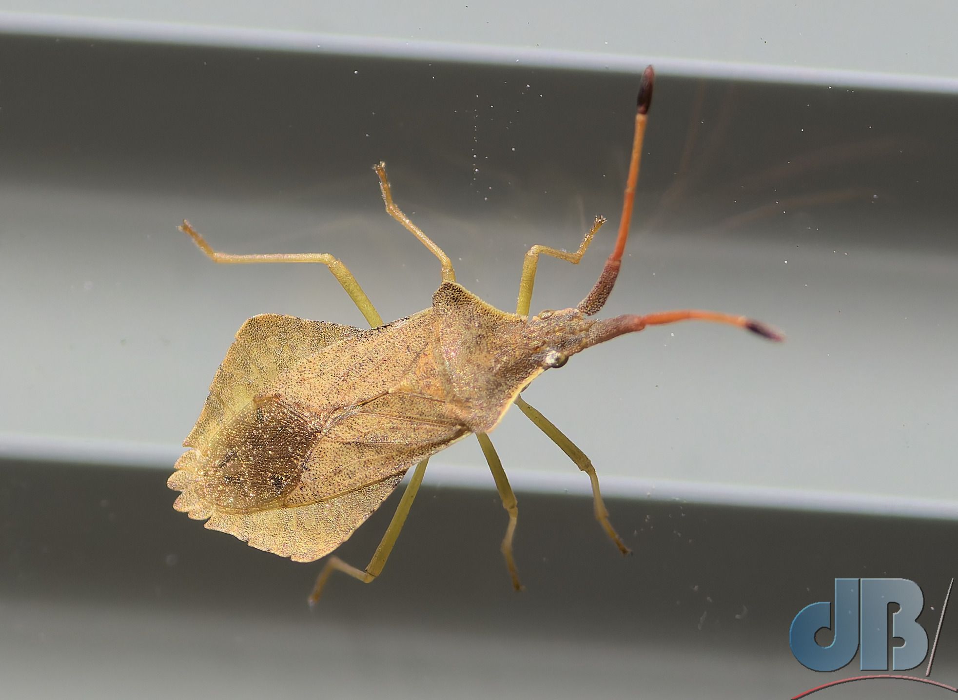 Rhombic Leatherbug (<em>Syromastus rhombeus</em>)