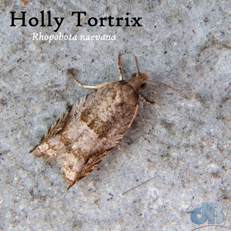 Holly Tortrix (<em>Rhopobota naevana</em>)