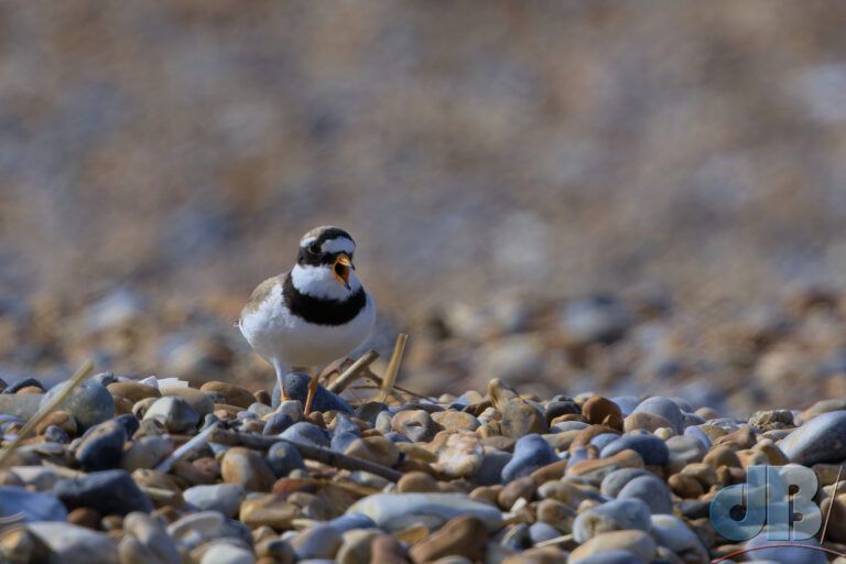 Ringed Plover at Sandwich Bay
