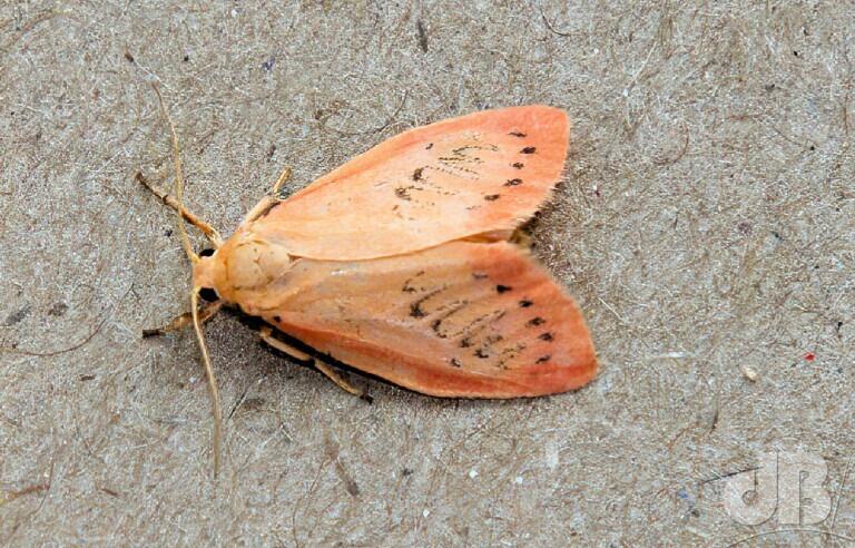 Rosy Footman (<em>Miltochrista miniata</em>)