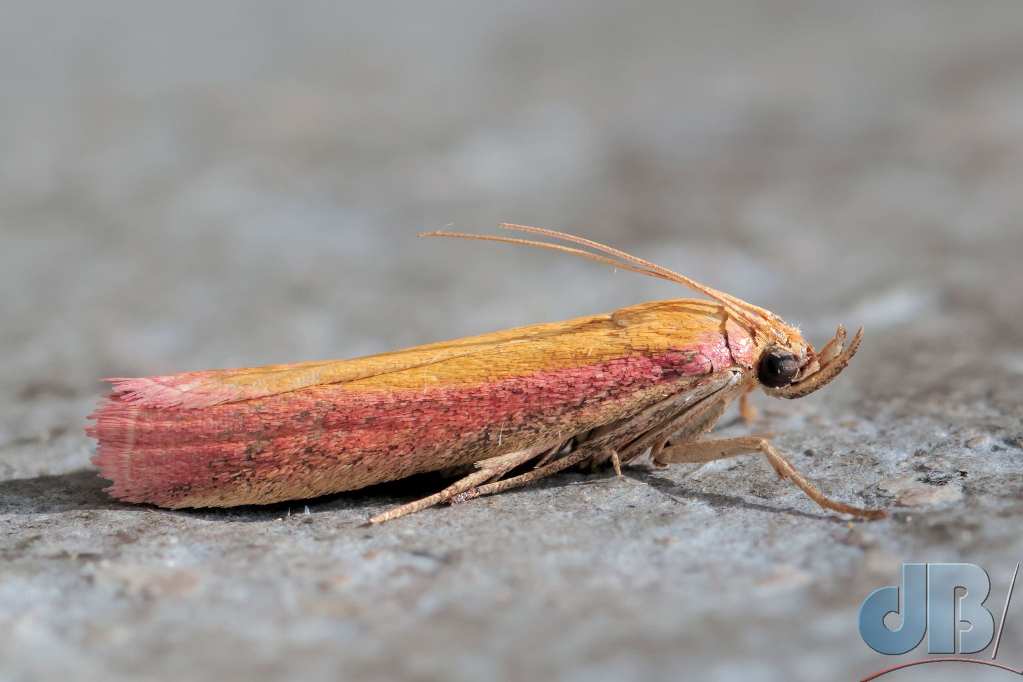 Rosy Knot-horn <em>Oncocera semirubella</em>
