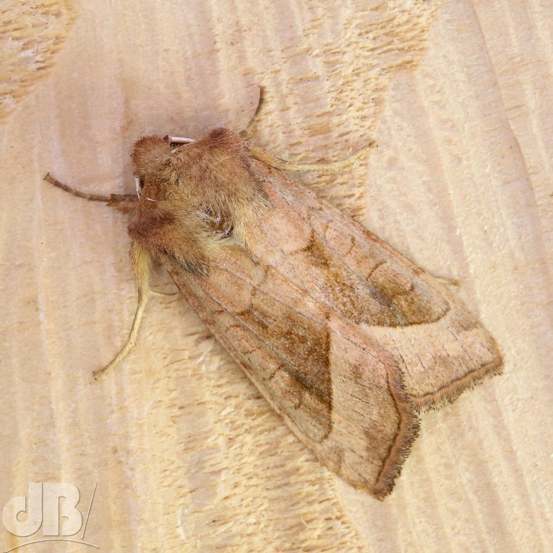 Rosy Rustic (<em>Hydraecia micacea</em>)