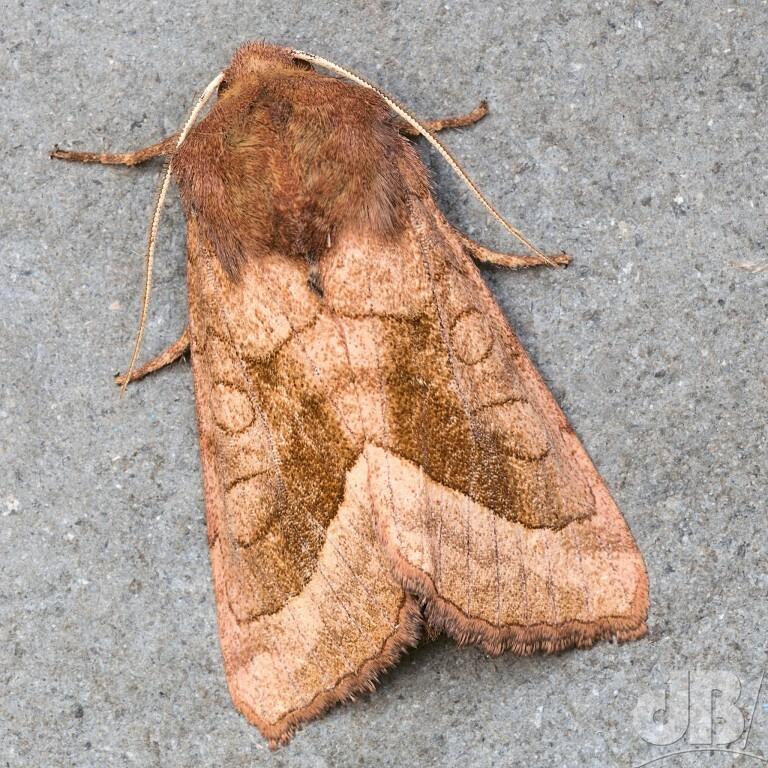 Rosy Rustic (<em>Hydraecia micacea</em>)